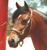 Caballo de Paso Fino